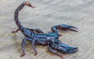 company service C tag